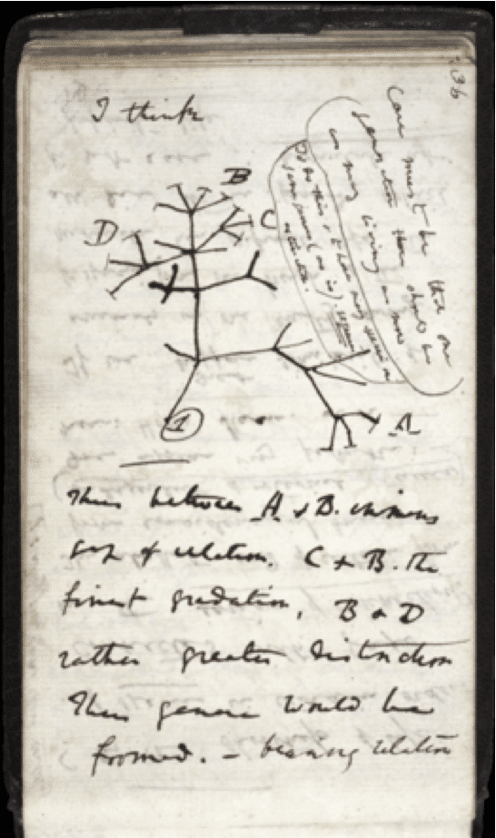 في منتصف يوليو 1837 بدأ داروين في كتابه للملاحظات " B " على تحويل الأنواع، وكتب فوق شجرته التطورية الأولى " أعتقد " I thinkفي الصفحة 36