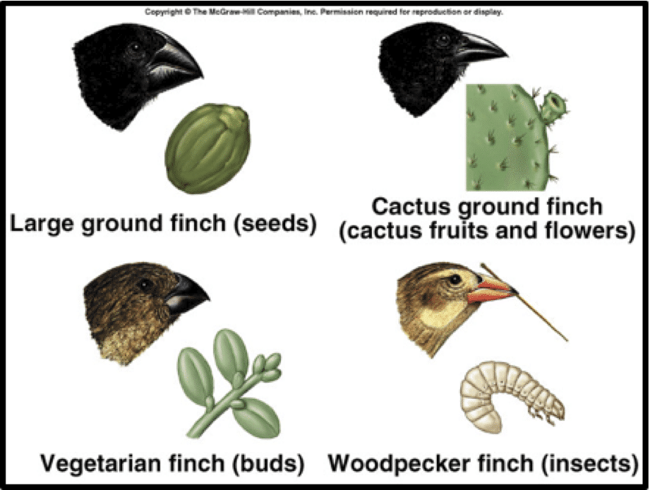 اختلاف شكل المنقار تكيفاً مع نوعية الغذاء عند عصافير دارون رغم انحدارها من أصل واحد